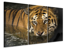 3-piece-canvas-print-tiger-in-the-water