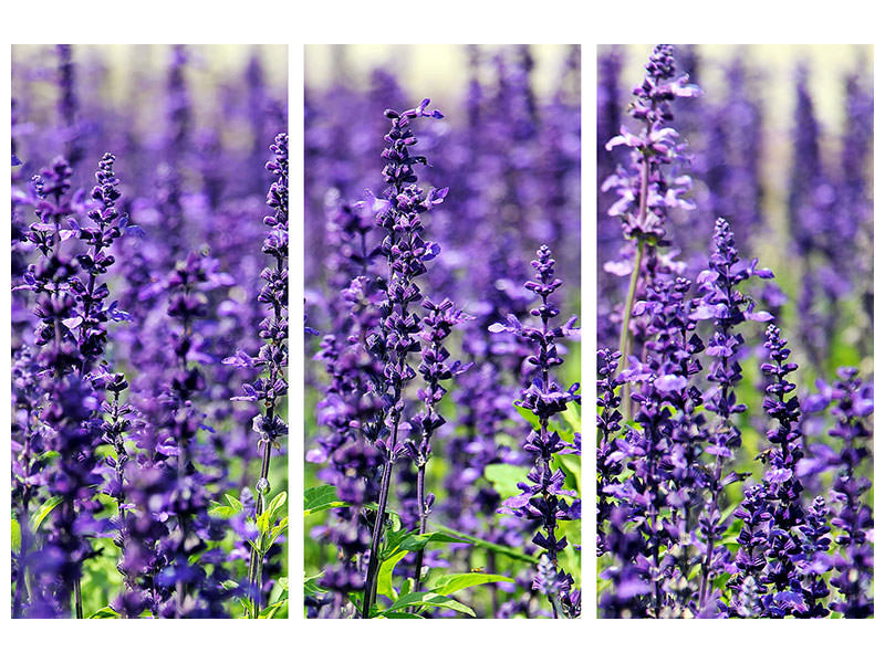 3-piece-canvas-print-xl-lavender