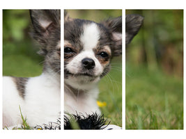 3-piece-canvas-print-chihuahua-to-fall-in-love