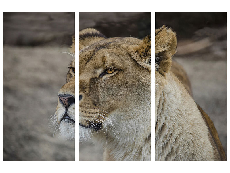 3-piece-canvas-print-head-of-a-lioness