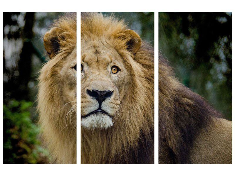 3-piece-canvas-print-king-of-wildlife