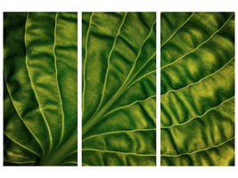 3-piece-canvas-print-leaf-of-a-hosta