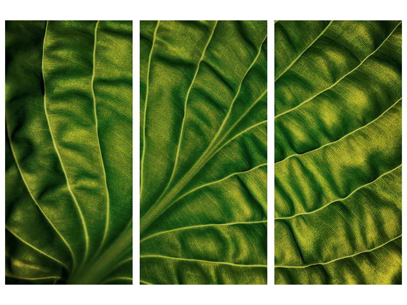 3-piece-canvas-print-leaf-of-a-hosta