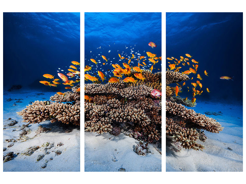 3-piece-canvas-print-marine-life