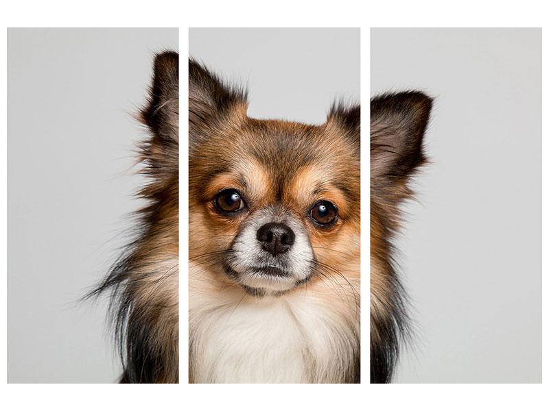 3-piece-canvas-print-sweet-chihuahua