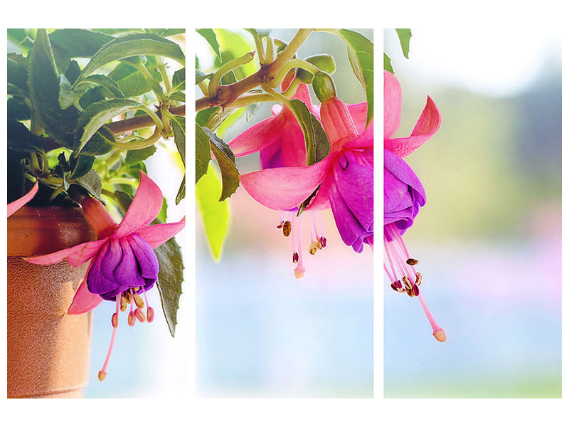 3-piece-canvas-print-the-fuchsias