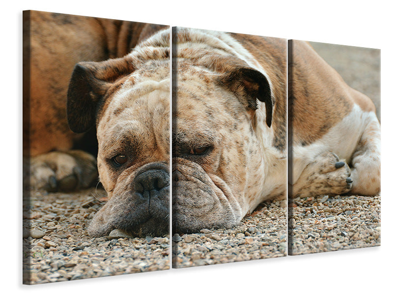 3-piece-canvas-print-tired-boxer