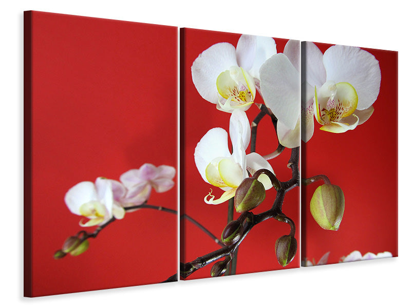 3-piece-canvas-print-white-orchids-on-red-wall