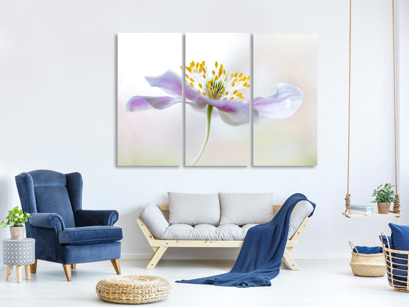 3-piece-canvas-print-wood-anemone