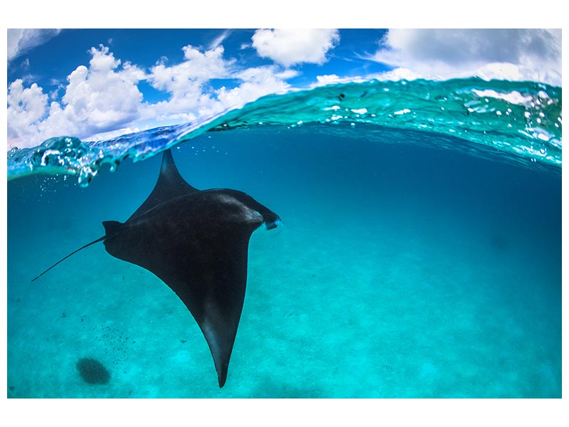 canvas-print-a-reef-manta-ray-in-mayotte-x