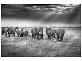 canvas-print-breakfast-with-pachyderms-x