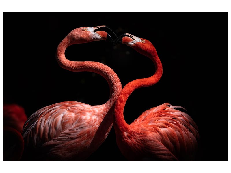 canvas-print-flamingos-xqh