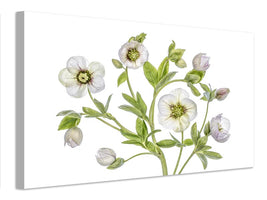 canvas-print-hellebore-x