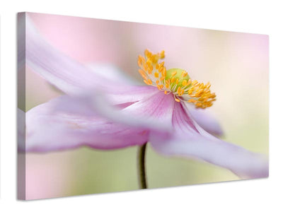 canvas-print-japanese-anemone-x