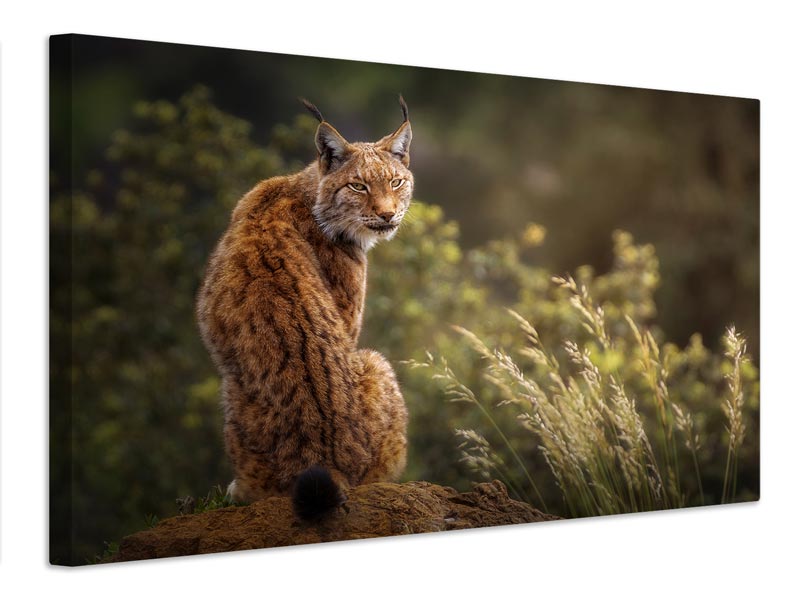 canvas-print-lynx-fine-art-x