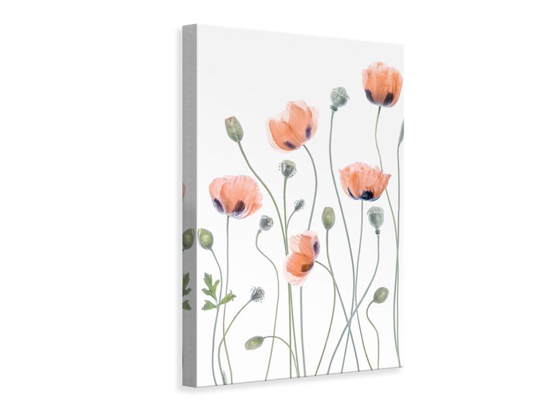 canvas-print-poppies-x