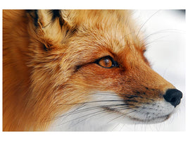 canvas-print-red-fox-x