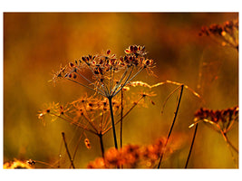 canvas-print-seeds