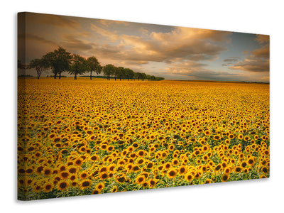 canvas-print-sunflowers