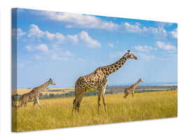 canvas-print-trio-giraffes-x