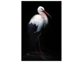 canvas-print-white-stork-portrait-x