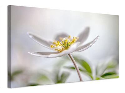 canvas-print-wood-anemone-x