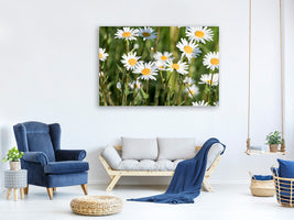 canvas-print-xl-daisies