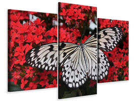 modern-3-piece-canvas-print-butterfly-in-xxl