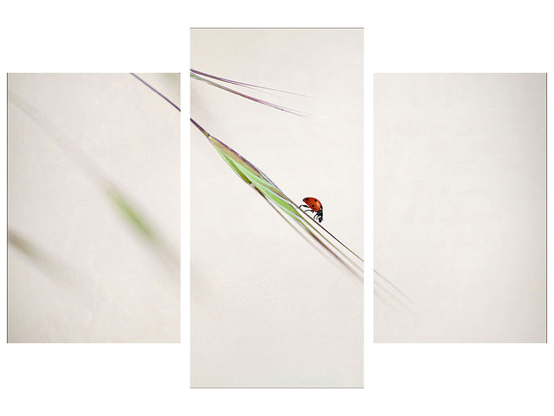 modern-3-piece-canvas-print-ladybug