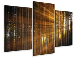 modern-3-piece-canvas-print-trees-in-sunbeams