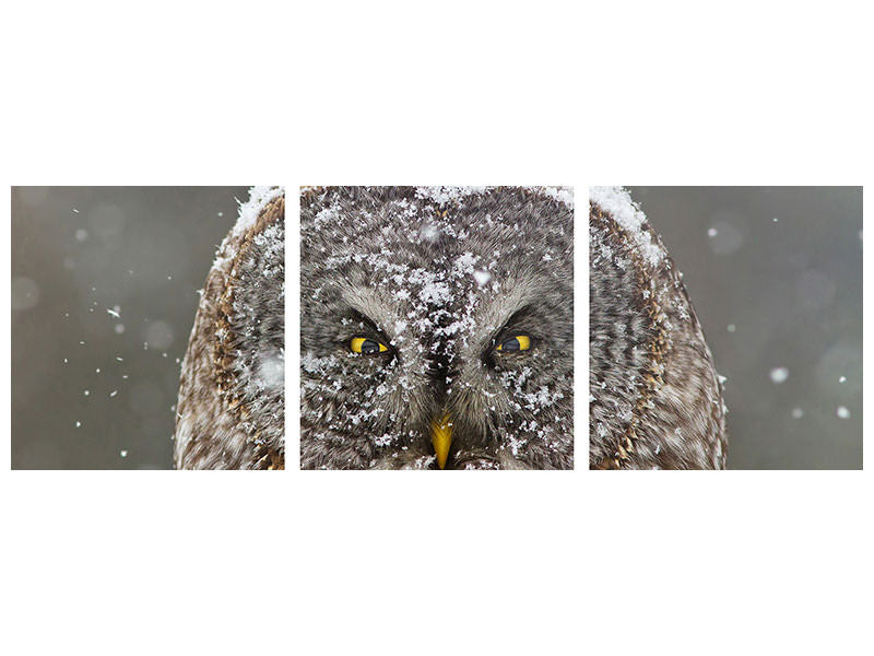 panoramic-3-piece-canvas-print-great-grey-owl-winter-portrait