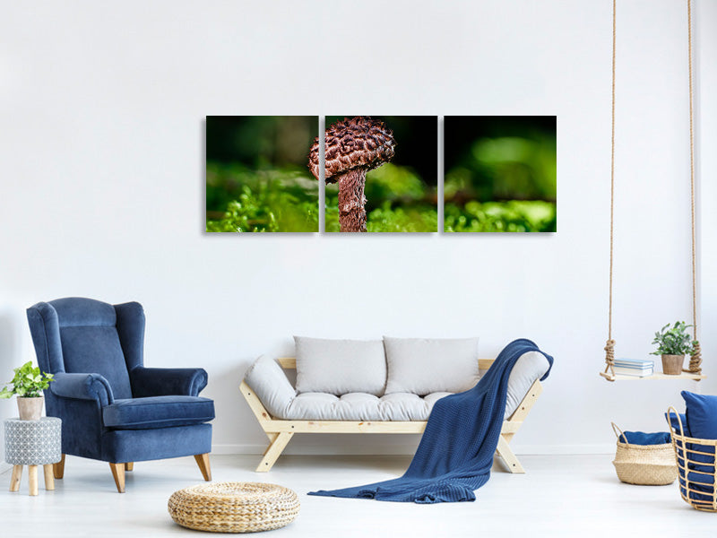 panoramic-3-piece-canvas-print-strobilomyces-strobilaceus