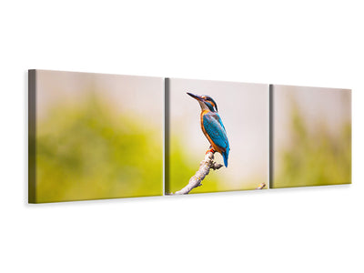 panoramic-3-piece-canvas-print-the-kingfisher