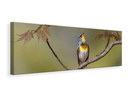 panoramic-canvas-print-parula-on-stage