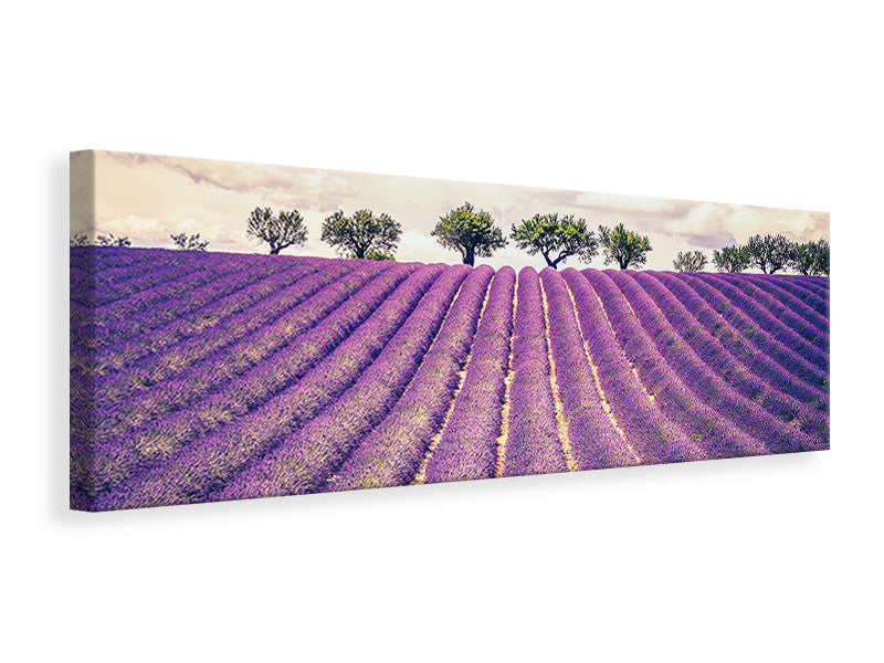 Tableau sur toile: Champ de lavande au coucher du soleil, style Tableau sur toile: Champ de lavande au coucher du soleil, style
