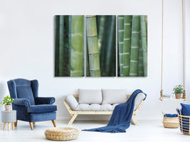 3-piece-canvas-print-bamboo-in-xxl