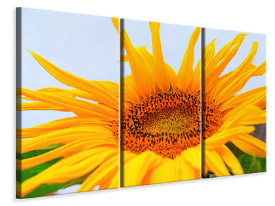 3-piece-canvas-print-big-sunflower