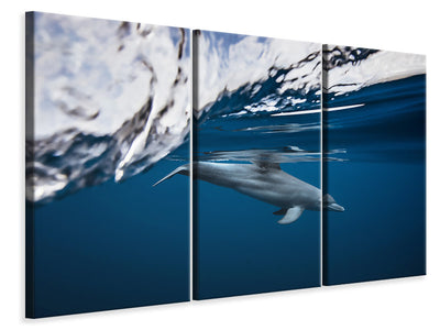 3-piece-canvas-print-bottlenose-dolphin-turciops-aduncus