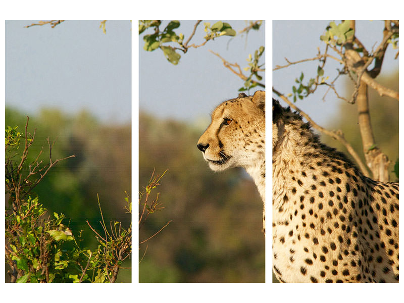 3-piece-canvas-print-cheetah-in-nature