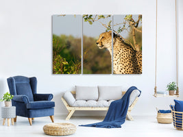 3-piece-canvas-print-cheetah-in-nature