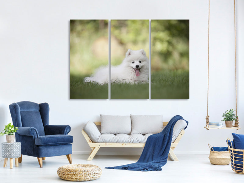 3-piece-canvas-print-cute-spitz-puppy