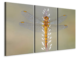 3-piece-canvas-print-dragonfly