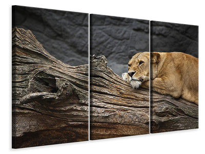 3-piece-canvas-print-dreaming-lioness