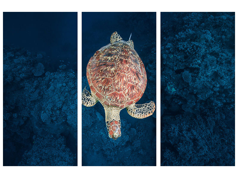 3-piece-canvas-print-green-turtle-on-blue-water