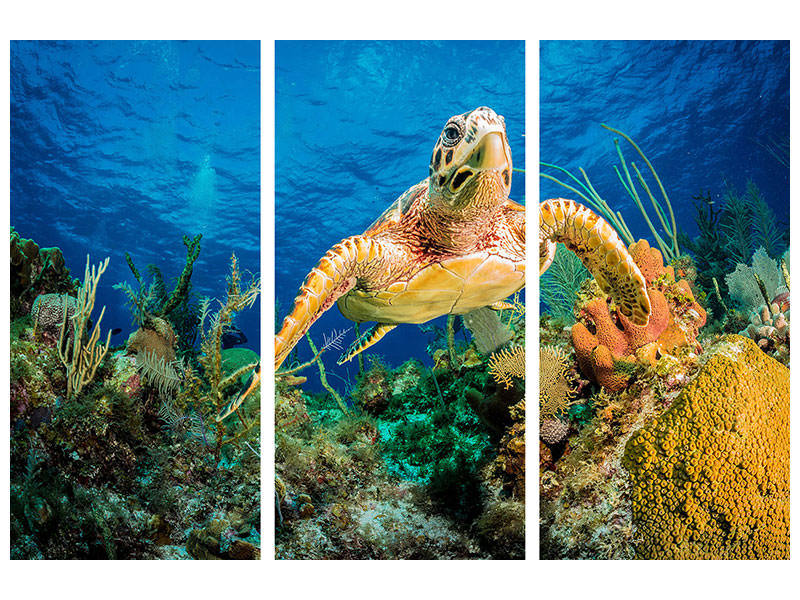 3-piece-canvas-print-hawksbill-turtle-swimming-through-caribbean-reef