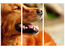 3-piece-canvas-print-irish-setter-muzzle