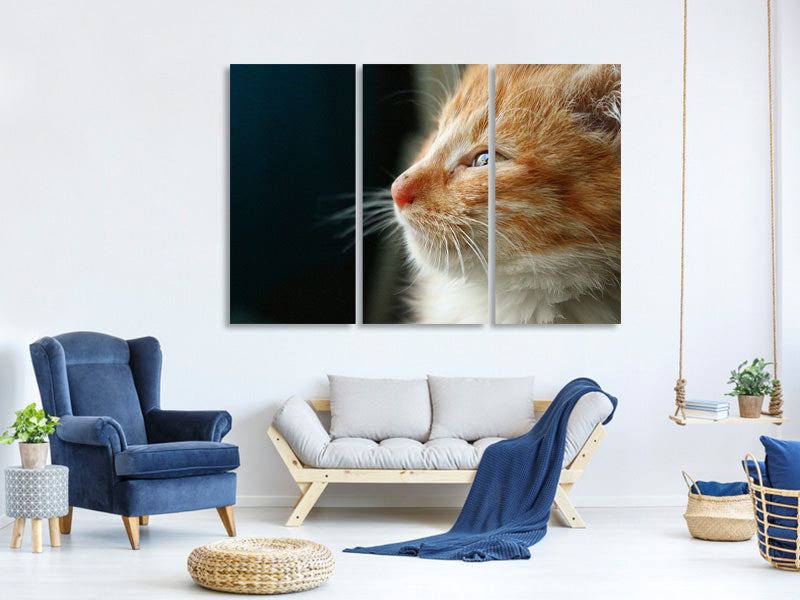 3-piece-canvas-print-kitten-nose