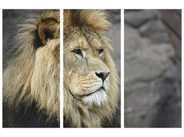 3-piece-canvas-print-lion-head-xl