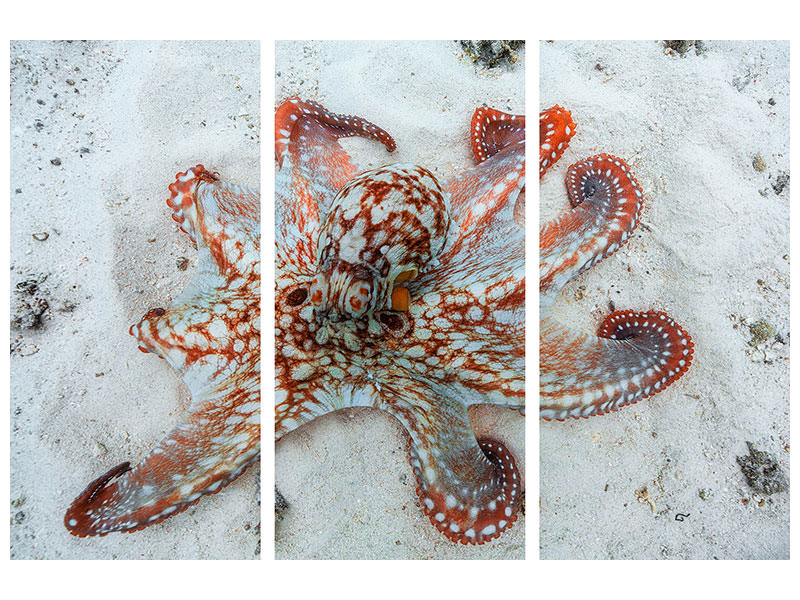 3-piece-canvas-print-octopus-a