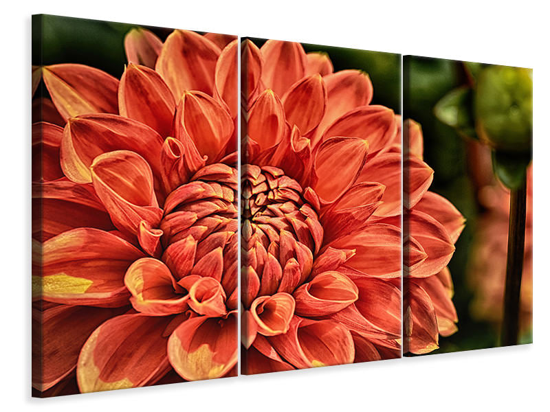 3-piece-canvas-print-painting-of-a-dahlia